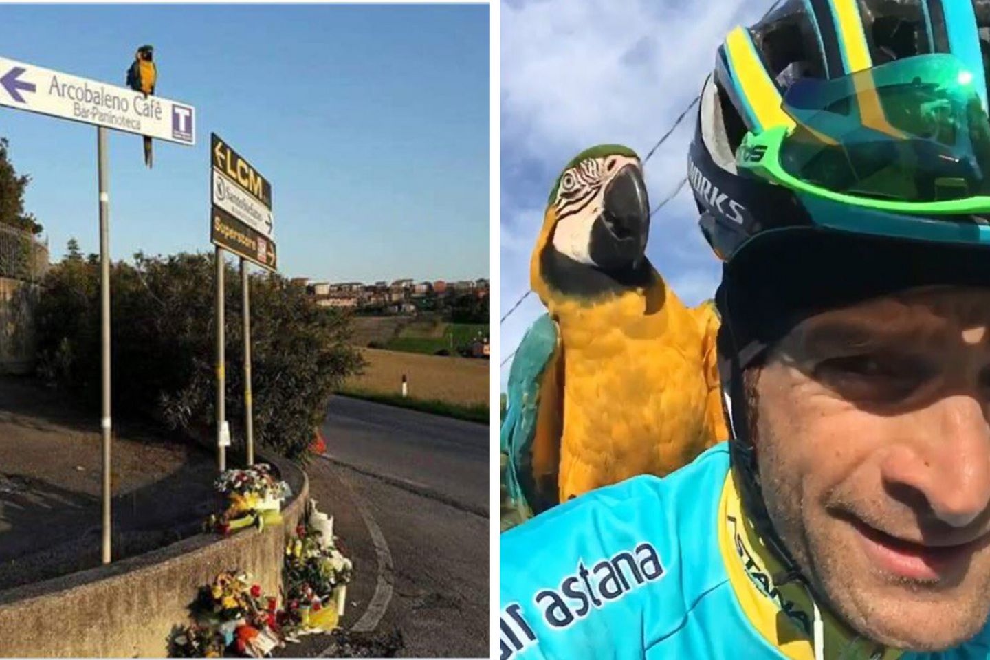 В&nbsp;Италии трагически погибла Фрэнки &mdash; легендарная спутница Микеле Скарпони